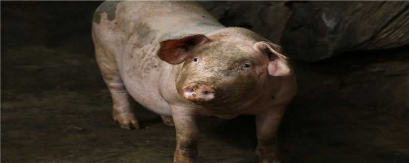 非洲猪瘟保育猪会发病吗 有过非洲猪瘟的猪以后还会发病吗