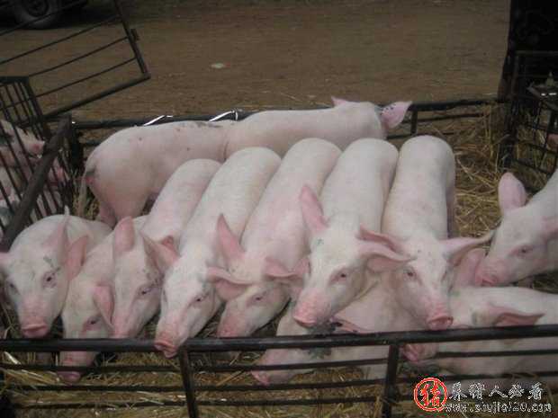 猪价连涨3天，但购买千元仔猪的育肥户还是想哭