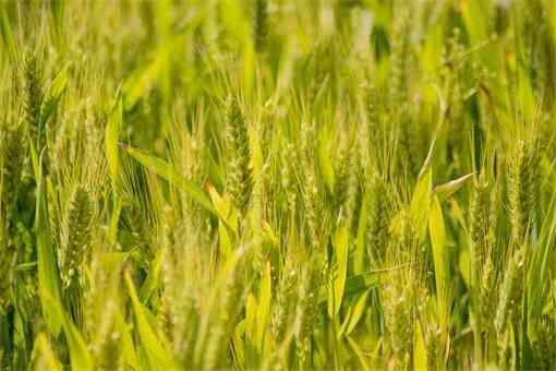 2022年保夏粮小麦丰收春季管理技术意见