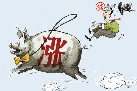 黑龙江省生猪价格持续攀升 今日黑龙江省生猪价格涨跌表