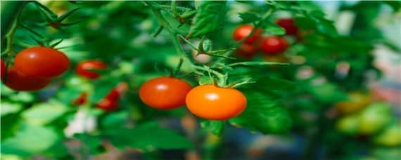 小西红柿开花了怎么授粉