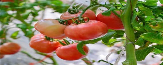 西红柿家里阳台种植怎么授粉