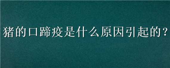 猪的口蹄疫是什么原因引起的（猪口蹄疫发病原因）