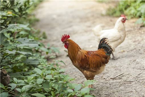 2022养鸡还能够挣钱吗 2020养鸡前景如何?还赚钱吗?