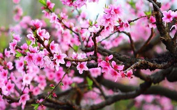 2022年桃花盛开是什么季节，桃花花期及养护技巧