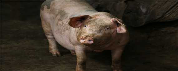 猪不吃食发抖是什么病