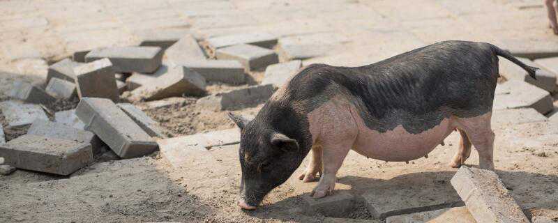 非洲猪瘟母猪几天死 母猪得非洲猪瘟几天死亡