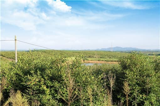 2022年湖南省种植油茶有哪些补贴政策 2021年农村种油茶补贴