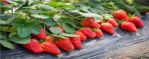 草莓生长土壤ph