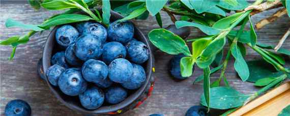 蓝莓适宜生长的士壤环境PH在