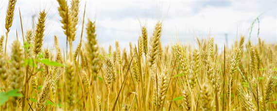 小麦管理技术要点 小麦管理技术要点视频