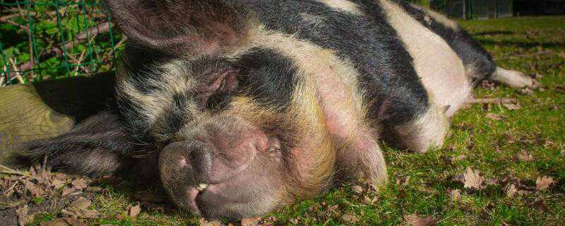 猪得了非洲猪瘟的症状是什么样的 猪得了非洲猪瘟的典型症状