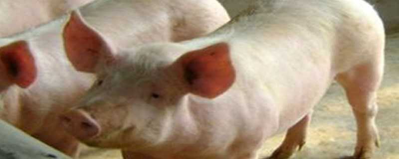 育肥猪的非洲猪瘟早期症状（非洲猪瘟在育肥猪上的症状）