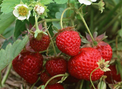 草莓移栽后死苗严重怎么办 草莓种植方法技巧总结