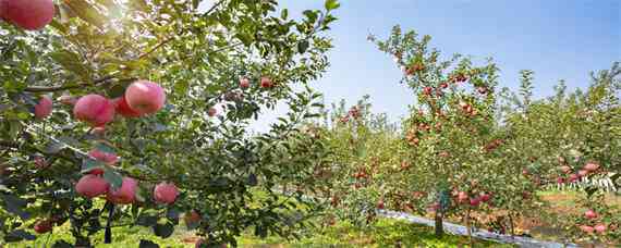 巨森苹果能在哪种植 巨森苹果苗
