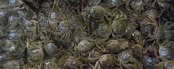 螃蟹怎么养殖方法在家里 小螃蟹怎么养殖方法在家里