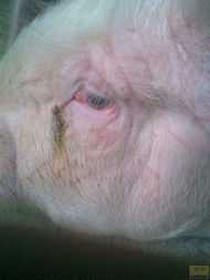 猪病诊断从猪眼睛辨别（病猪识别诊断）