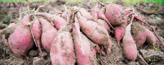 红薯适合什么土壤类型 红薯喜欢什么土质