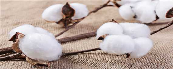 新疆长绒棉生长的有利条件
