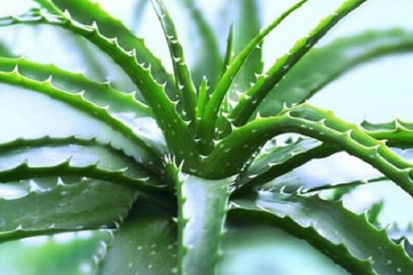 什么植物可以吸收甲醛，对植物有什么影响吗