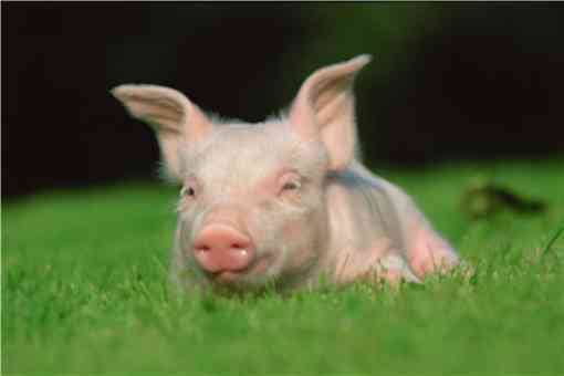 黑龙江省畜禽屠宰管理条例发布：2022年农民可以自己杀猪吗？附最新