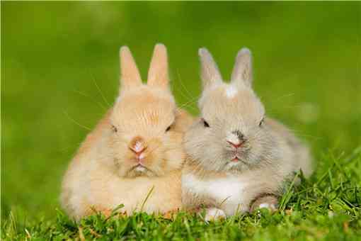 2022年养兔子赚钱吗 2021年养兔子能赚钱吗