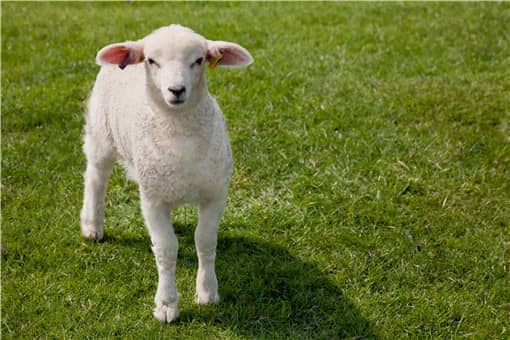 农村养50只羊能赚多少钱