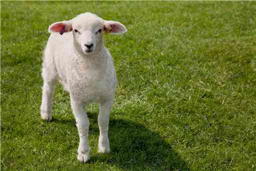 2022养羊需要多少成本