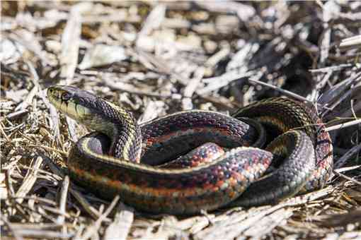世界上最毒的蛇是什么蛇
