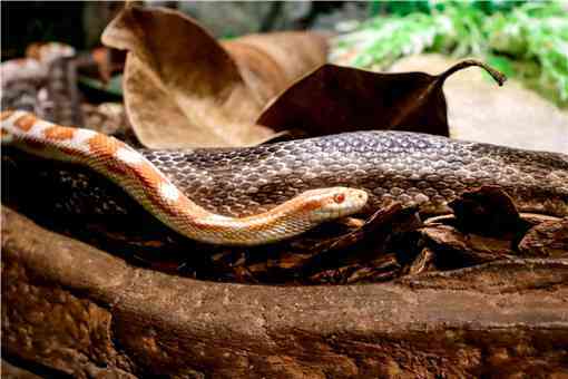 世界上最毒的蛇是什么蛇