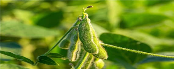 黄豆种植过程记录 黄豆种植过程记录图片