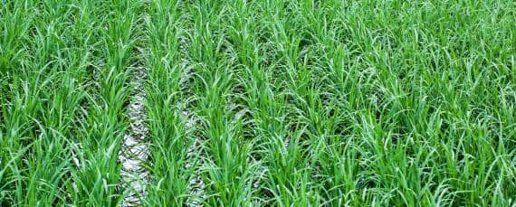 龙粳3040水稻新品种