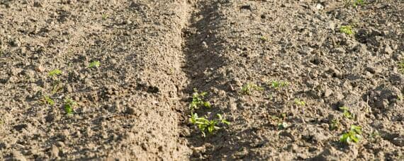 土壤活化剂真能改变土壤性质吗 土壤活化剂有用吗