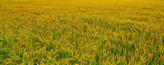 小麦和水稻哪种作物播种范围更广