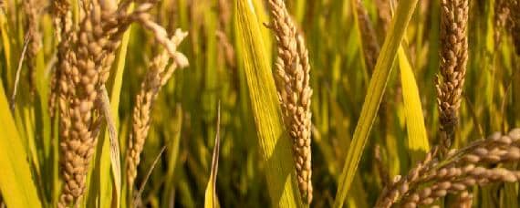 籼稻适宜种植的海拔上限（籼稻适宜种植的海拔上限是多少米）