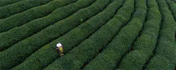 生态有机茶叶品质形成的关键技术 有机茶发展