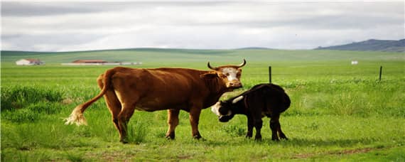 牛身上有几个牛腱子 牛身上有多少个腱子