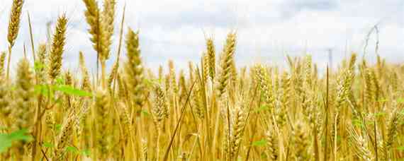 小麦施肥最佳配比