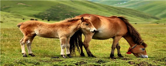 马是怎么繁殖 纯种马是怎么繁殖