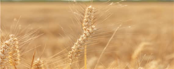寒露小麦播种量是多少 寒露小麦种多少斤麦种