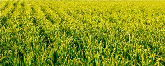 袁隆平研究的水稻亩产多少（袁隆平最新科研成果水稻亩产达到多少斤）