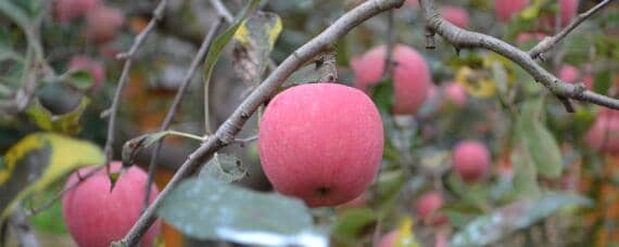 苹果的生长和成熟的过程（苹果的生长和成熟的过程视频）