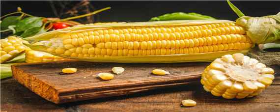 联美玉8号玉米种子特性特征