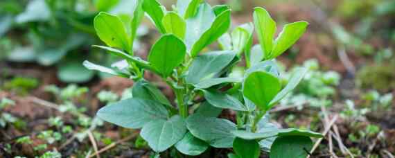 蚕豆除草用什么除草剂（蚕豆田除草用什么除草剂）