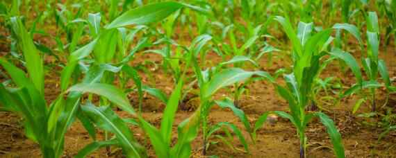 玉米种植方法