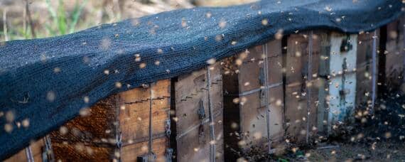 11月份收的蜂能不能过冬 蜜蜂10月份可以分蜂吗