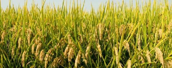 水稻适合什么土壤类型 水稻适合什么土壤类型沙质土,黏质土,壤土