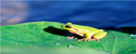 牛蛙为什么是生态杀手 牛蛙为什么是生态杀手的原因
