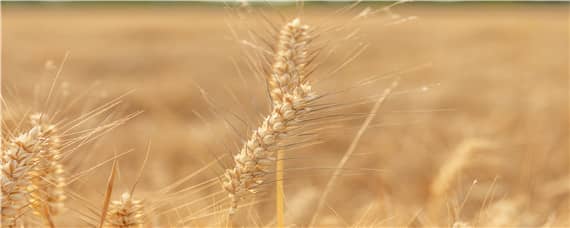 周麦40小麦品种产量
