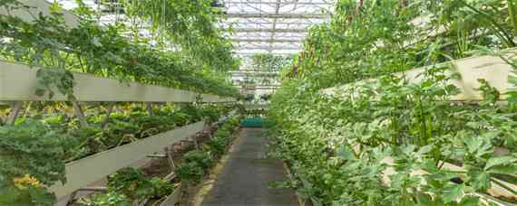 设施栽培对作物品种选育的要求 园艺设施栽培的作物选择依据